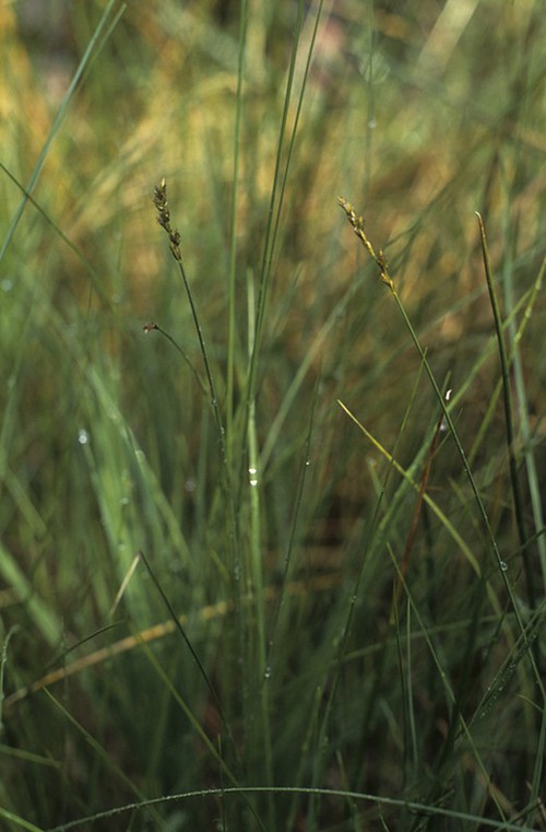 Plante entière