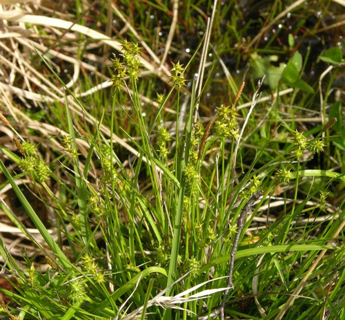 Plante entière