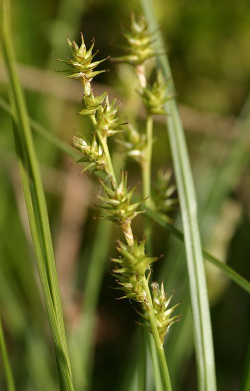inflorescence
