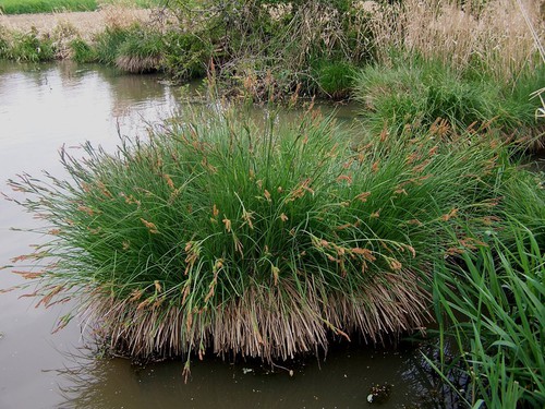 Plante entière