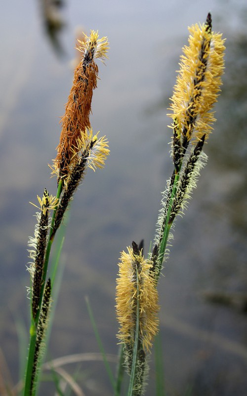 détail inflorescence