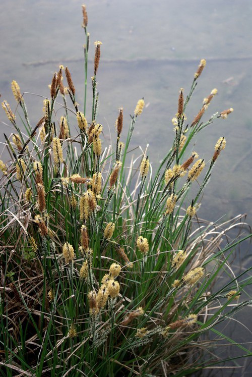 inflorescence