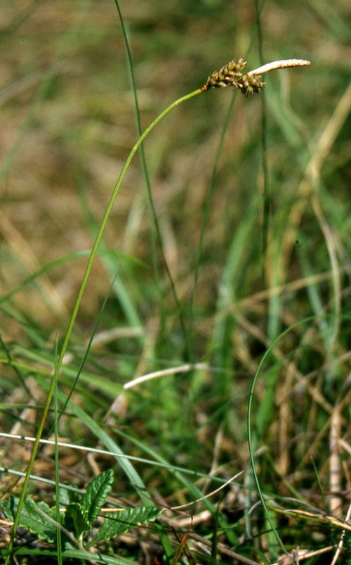 Plante entière