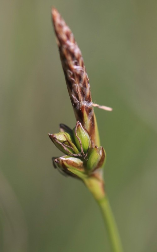 inflorescence