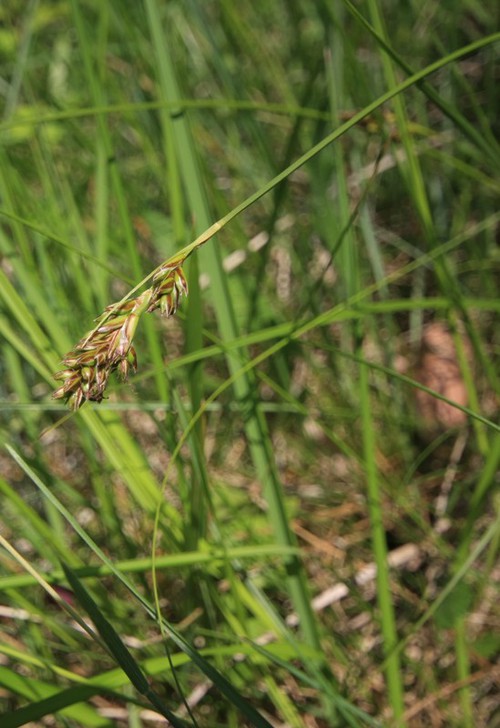 inflorescence femelle pédicellée