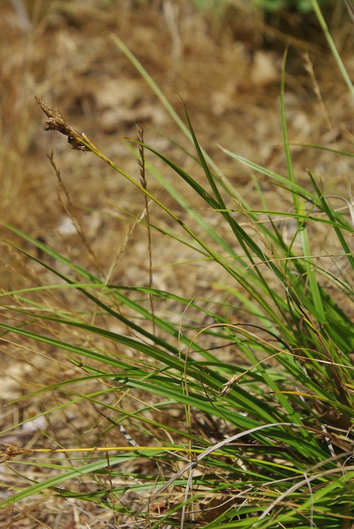 Plante entière