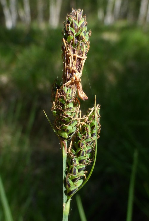 inflorescence