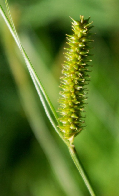 détail inflorescence femelle