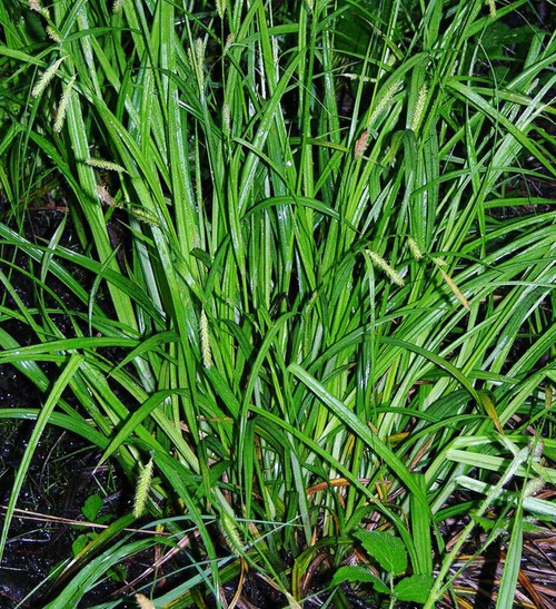 feuille