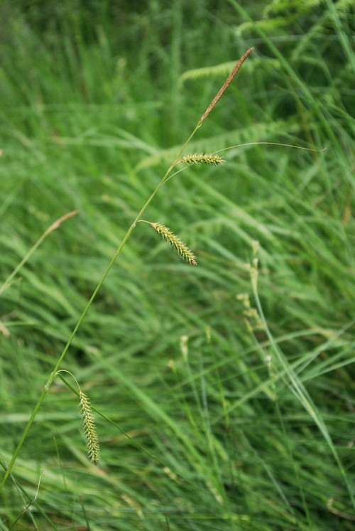 inflorescence