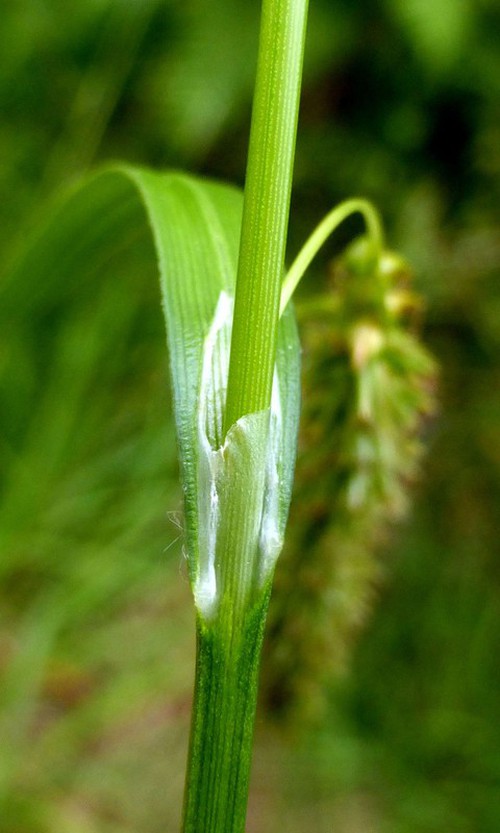 ligule et antiligule