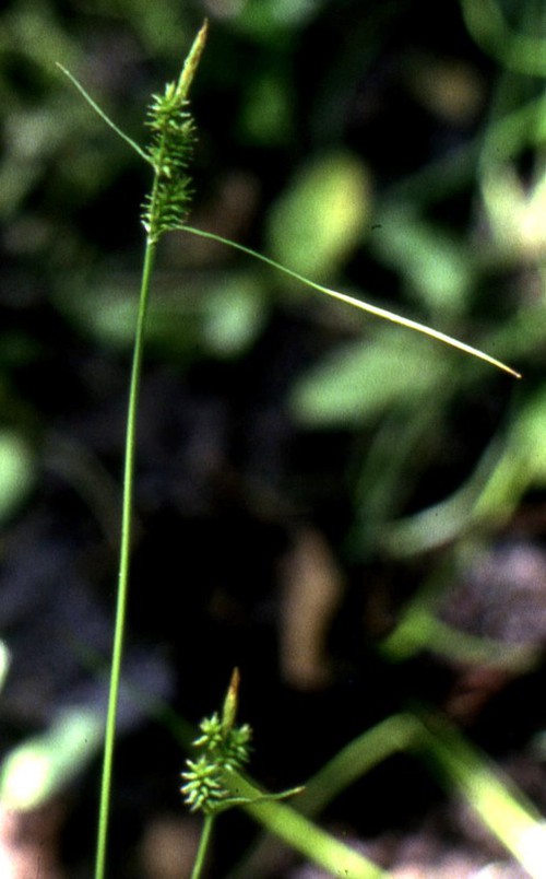 Plante entière