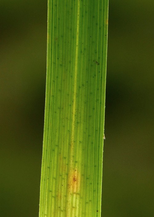 détail feuille