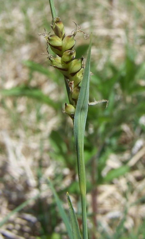 détail inflorescence femelle