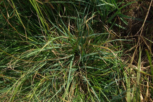 feuille