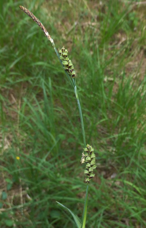 inflorescence