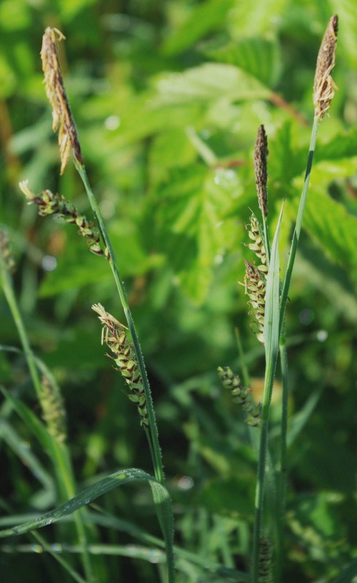 Plante entière