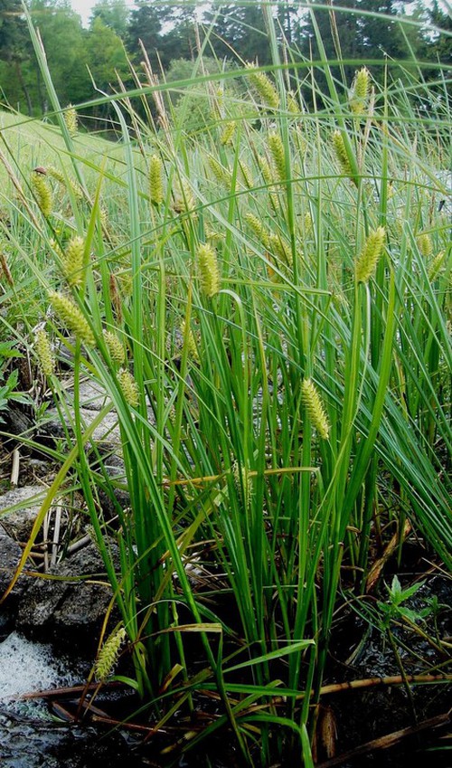 Plante entière