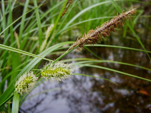 détail inflorescence