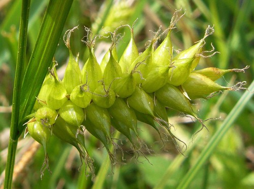 détail inflorescence femelle