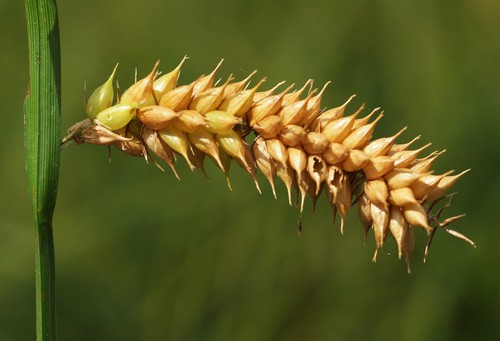 fruit