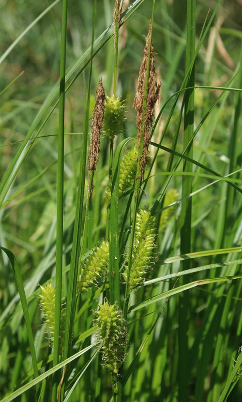 inflorescence
