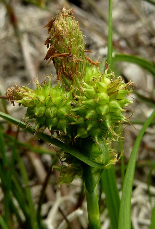 inflorescence