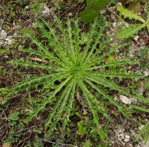 feuille basale