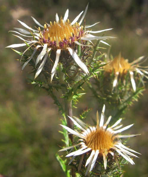 inflorescence