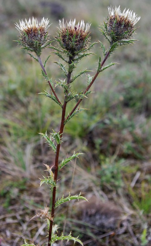 Plante entière