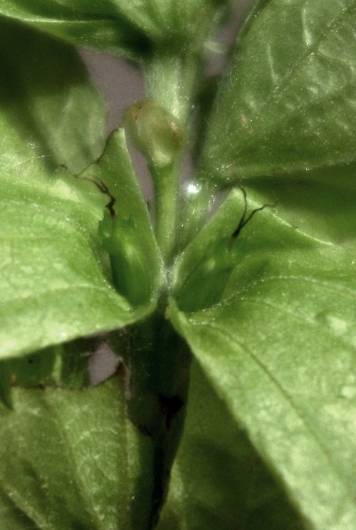détail fleurs femelles