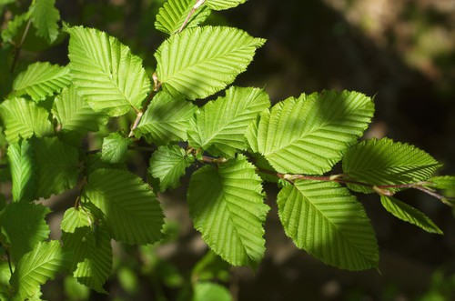 feuille