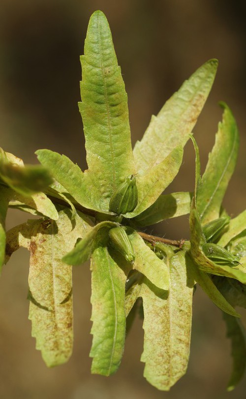 fruit