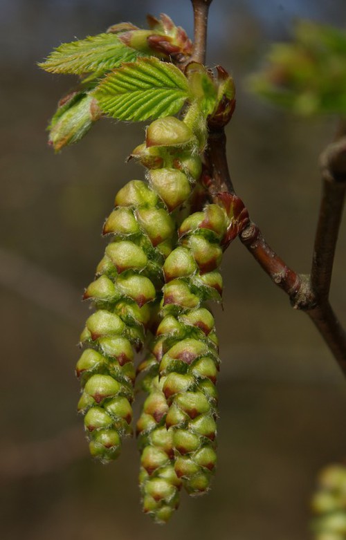 inflorescence mâle