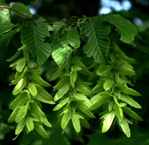 inflorescence femelle