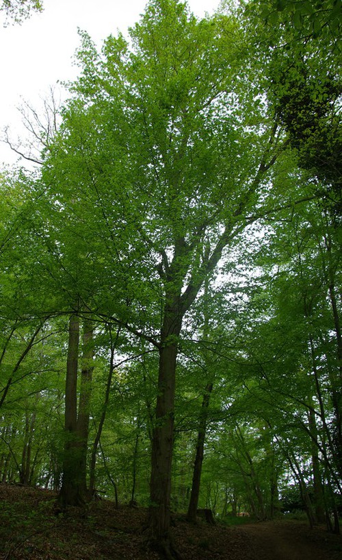 Plante entière