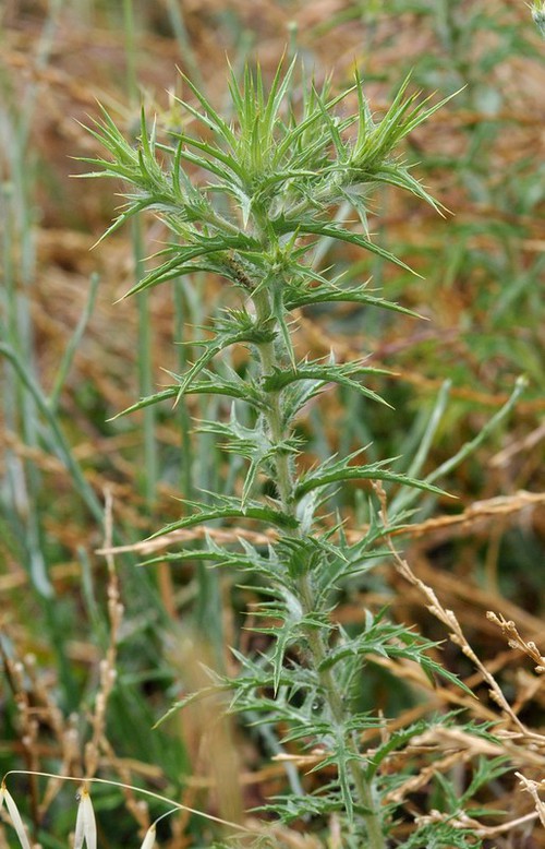 feuille