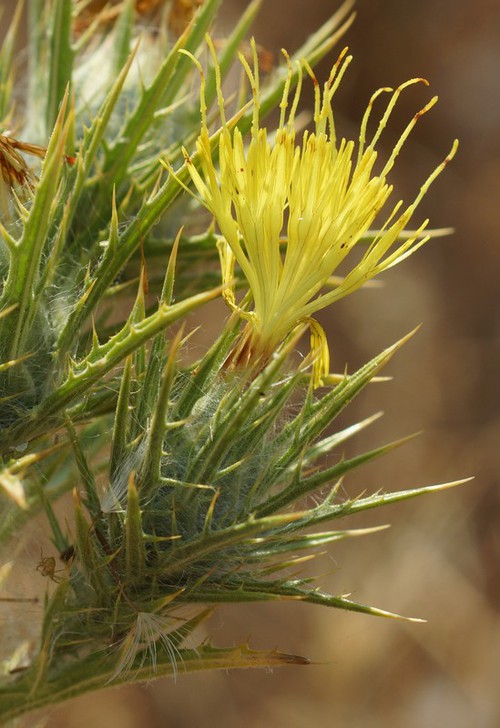 inflorescence
