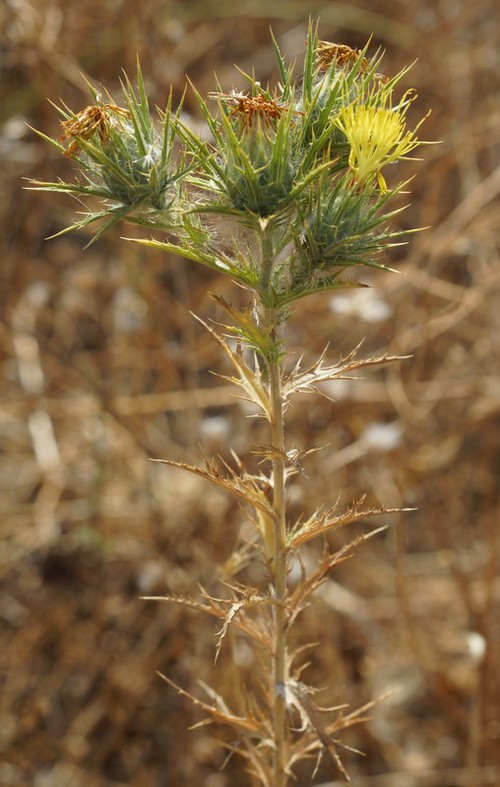 Plante entière