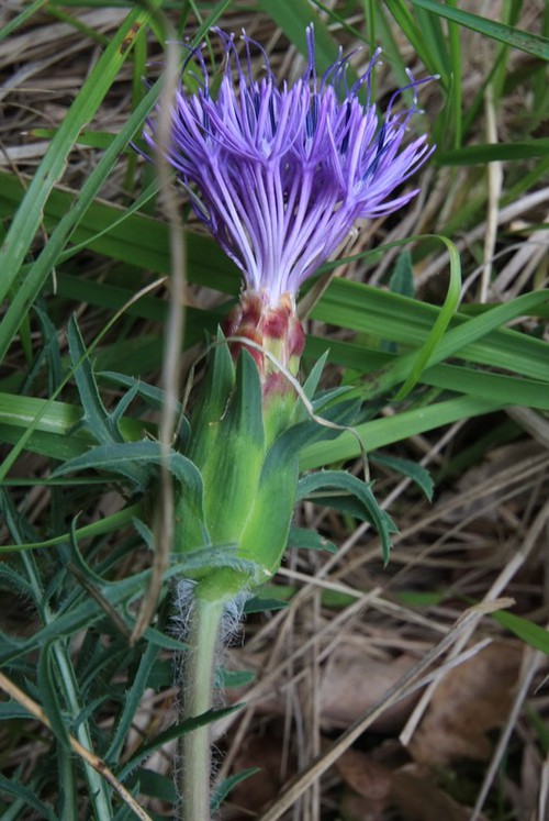 inflorescence