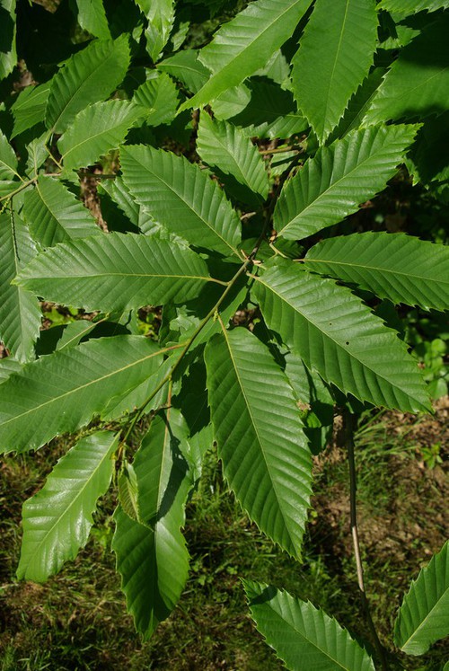 feuille