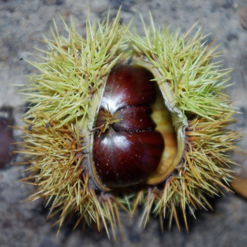 fruit