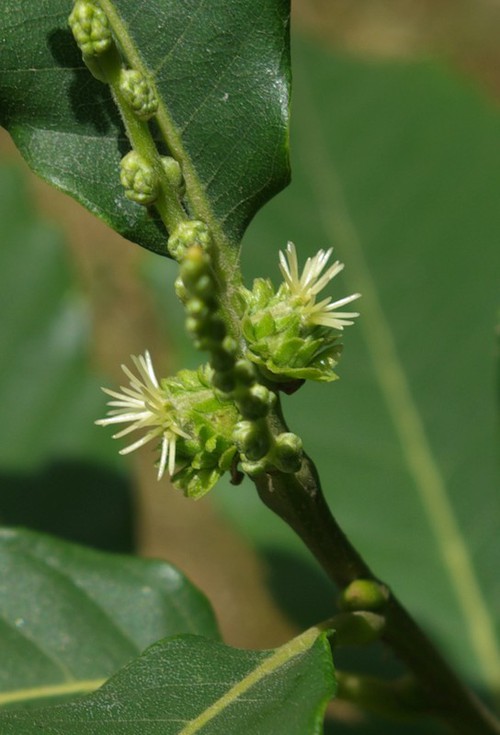 inflorescence femelle