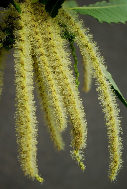 inflorescence mâle