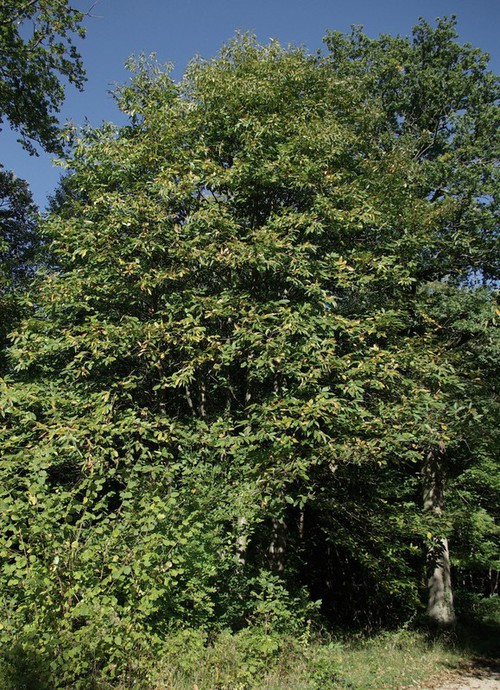 Plante entière