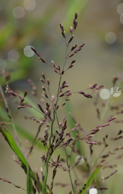 inflorescence