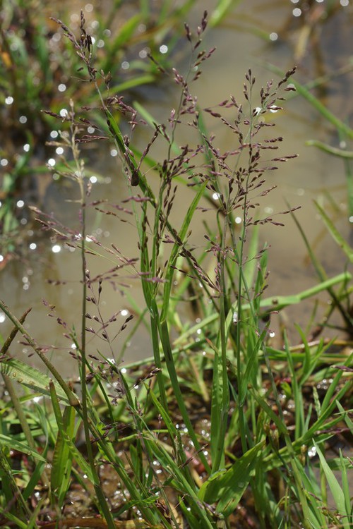 Plante entière