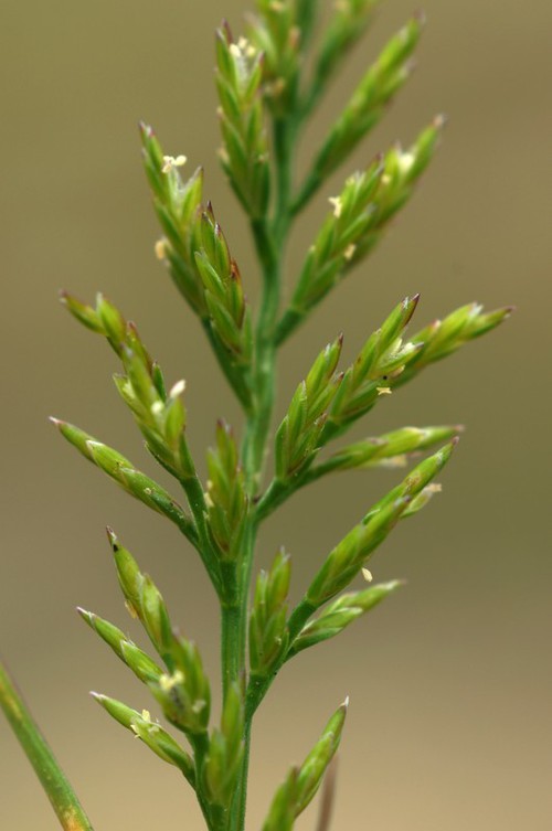 inflorescence