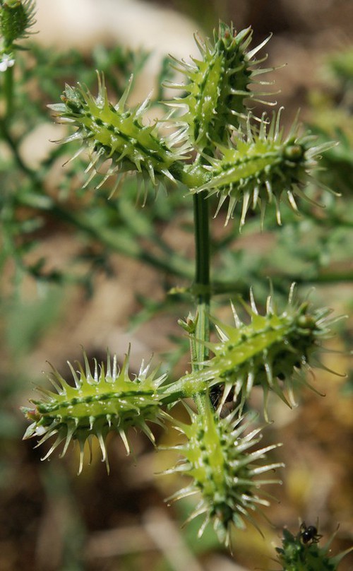 fruit