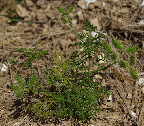 Plante entière